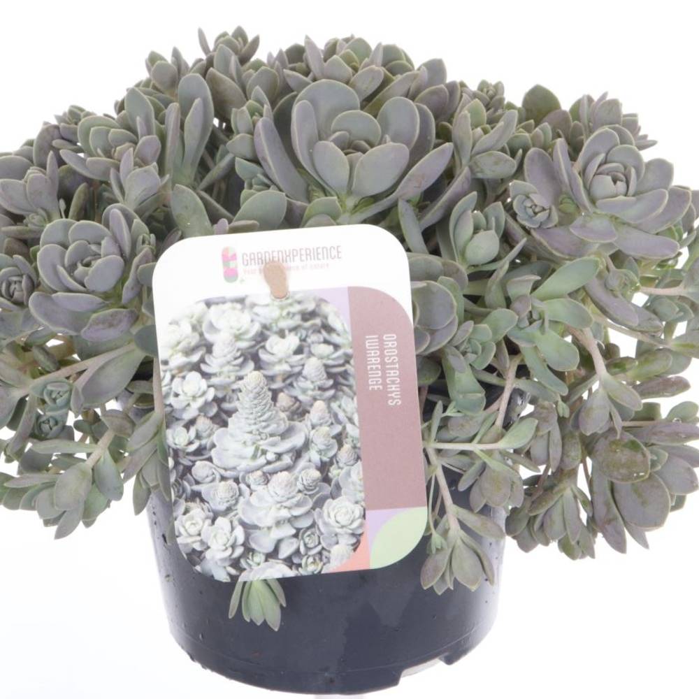 Orostachys Chinese Hat T13 H020