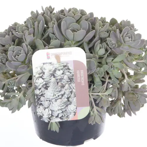 Orostachys Chinese Hat T13 H020