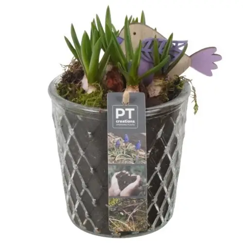 Muscari.Arr PTMB6318 T12 H019