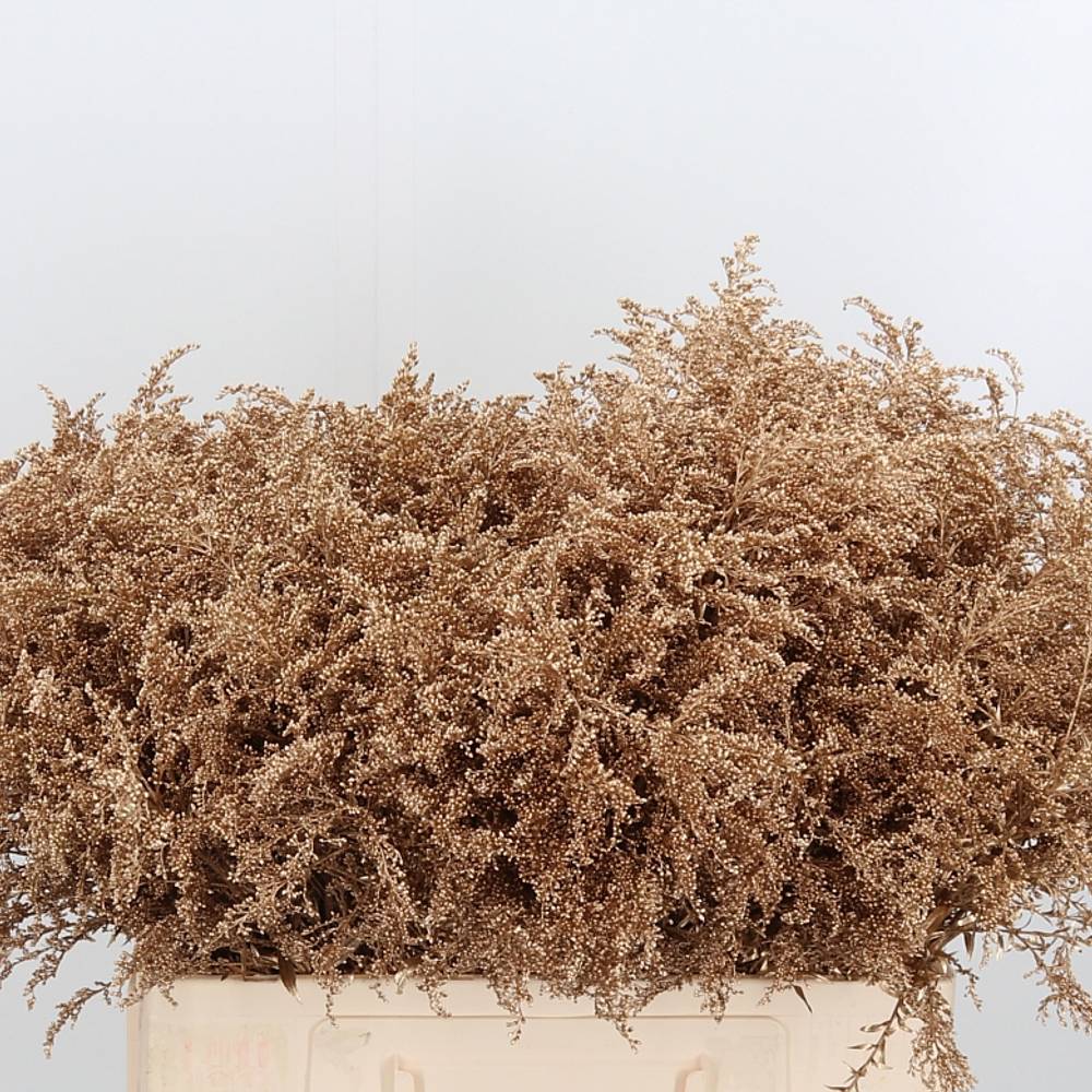 Solidago gold antiek gefärbt 70cm 30 Gramm