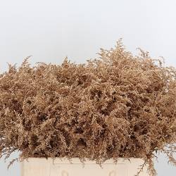 Solidago gold antiek gefärbt 70cm 30 Gramm