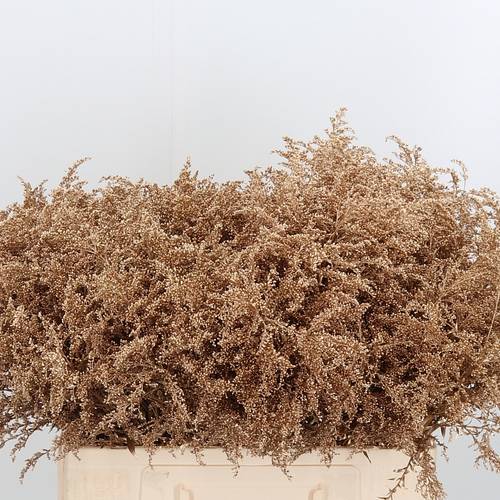 Solidago gold antiek gefärbt 70cm 30 Gramm