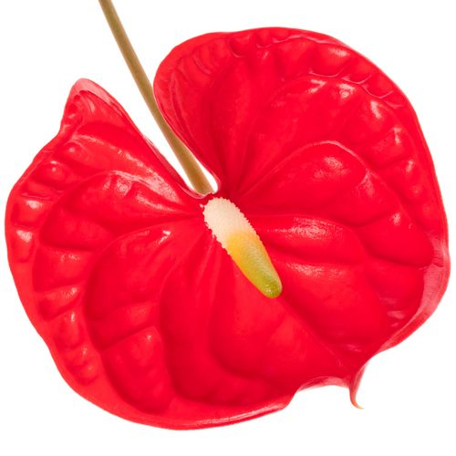 Anthurium rot Rambla Blüte 13cm