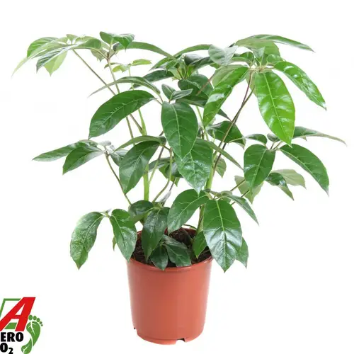 Schefflera Amata T24 H100