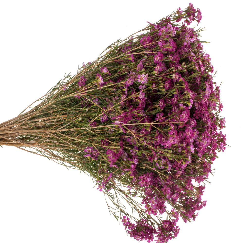 Wachsflower fuchsia Purple Rain 35 Gramm 60cm