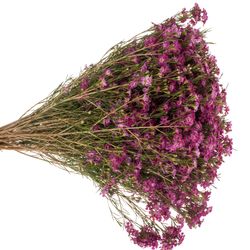 Wachsflower fuchsia Purple Rain 35 Gramm 60cm