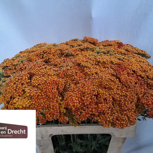 Achillea orange Sunset 60cm