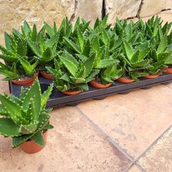 Aloe Mitriformis T8,5 H15