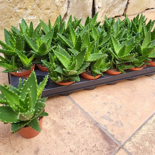 Aloe Mitriformis T8,5 H15