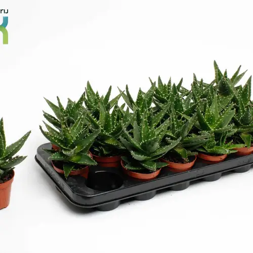 Aloe Mitriformis T8,5 H15