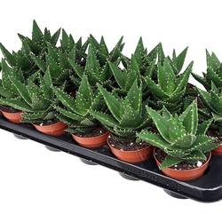 Aloe Mitriformis T8,5 H15