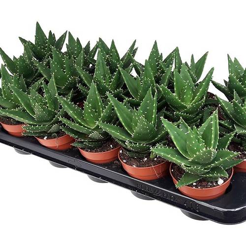 Aloe Mitriformis T8,5 H15