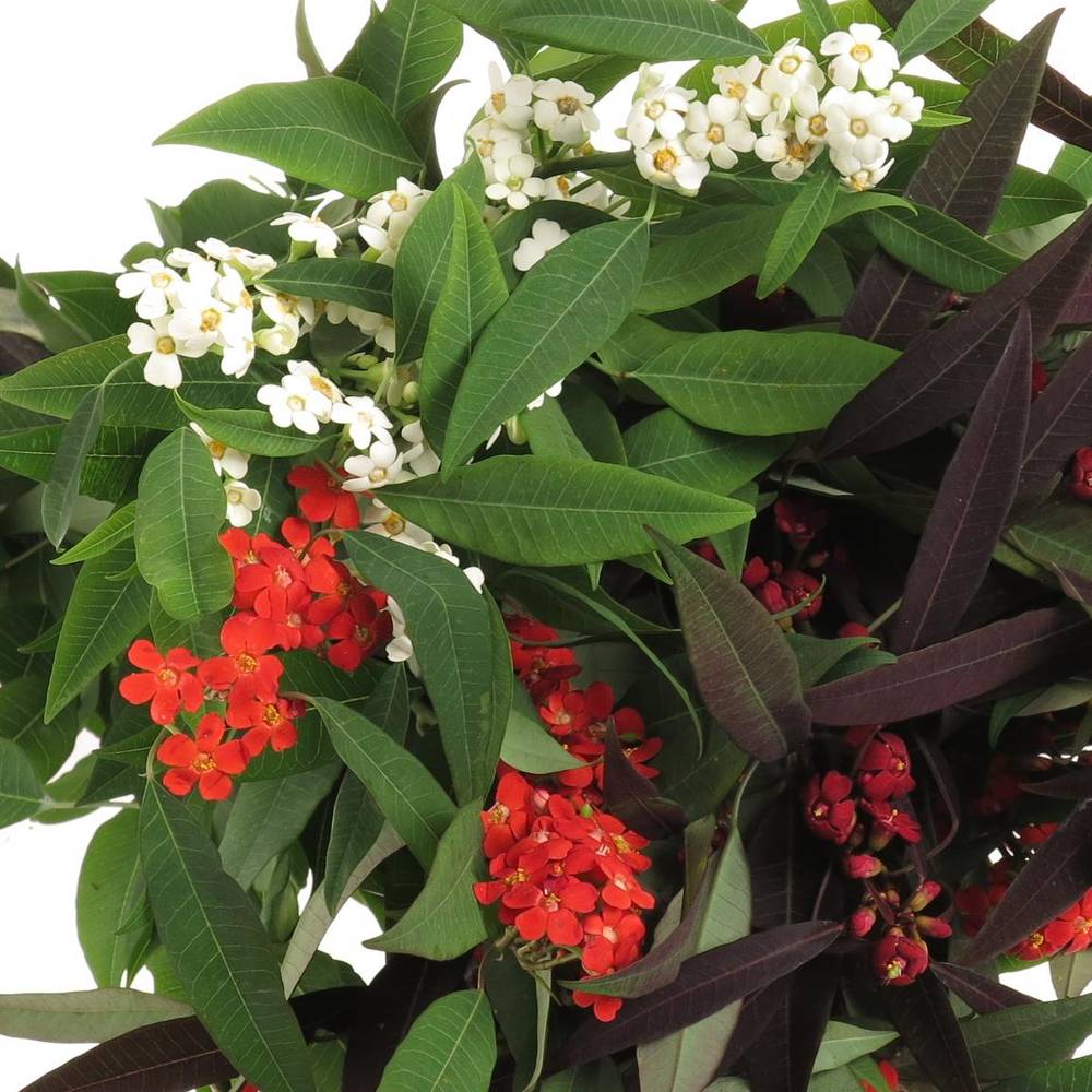 Euphorbia mix Kam Blüte 5cm 60cm