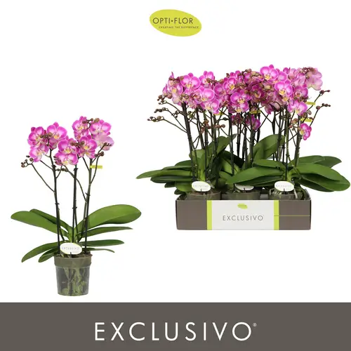 Phal.3-R rosa Cupido Exclusivo T12 H045