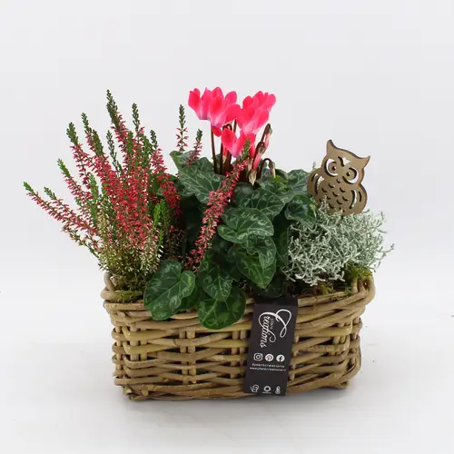 Garten.Arr-2517 Herbst T27 H030