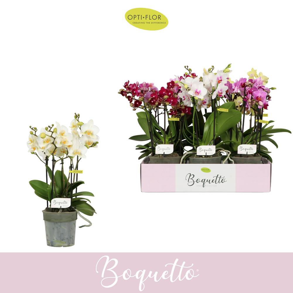 Phal.3-5R mix Boquetto Mix T12 H035