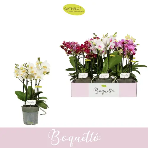 Phal.3-5R mix Boquetto Mix T12 H035