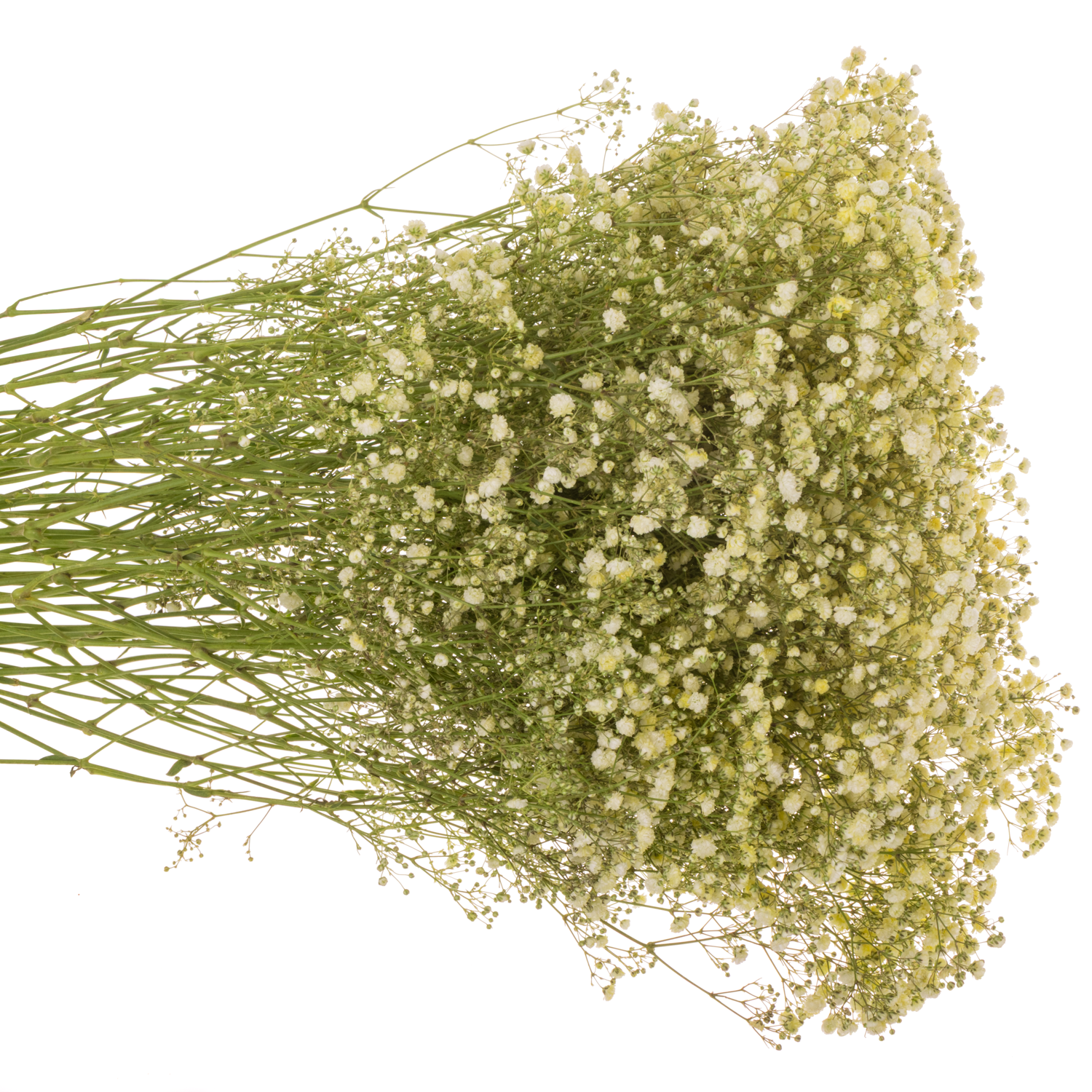 Gyps Dusty creme grosse Blüte 80 cm