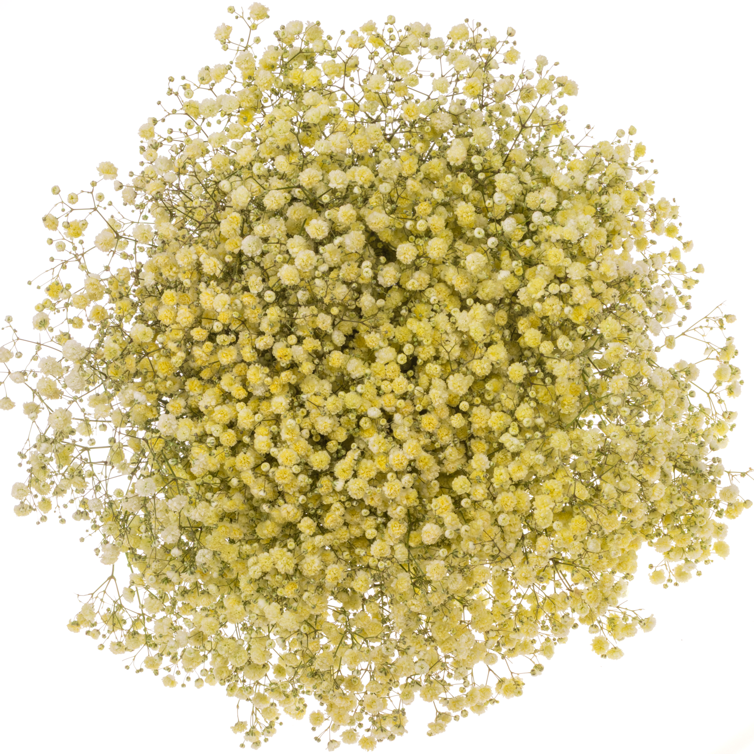 Gyps Dusty creme grosse Blüte 80 cm