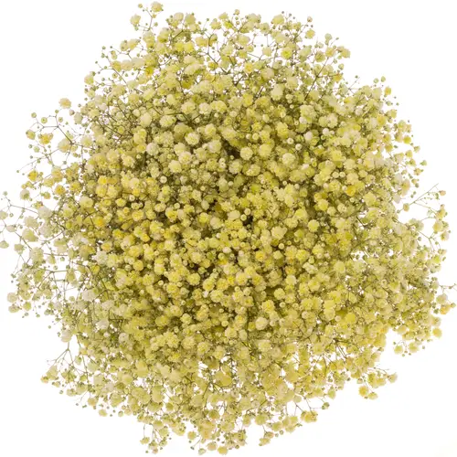 Gyps Dusty creme grosse Blüte 80 cm