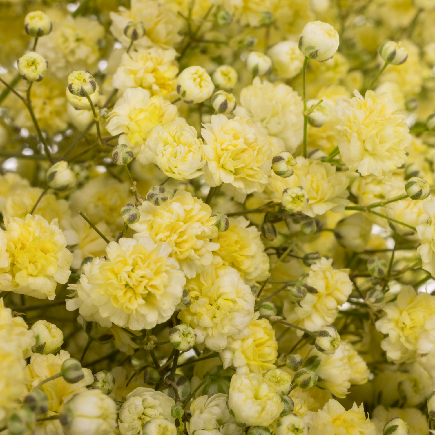 Gyps Dusty creme grosse Blüte 80 cm