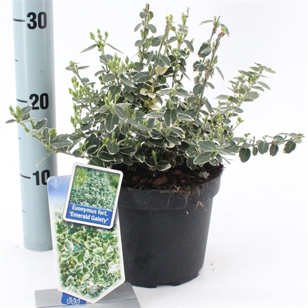 Euonymus Gaiety T17 H20