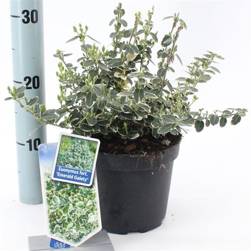 Euonymus Gaiety T17 H20