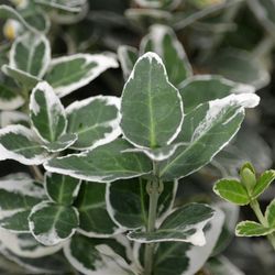 Euonymus Gaiety T17 H20