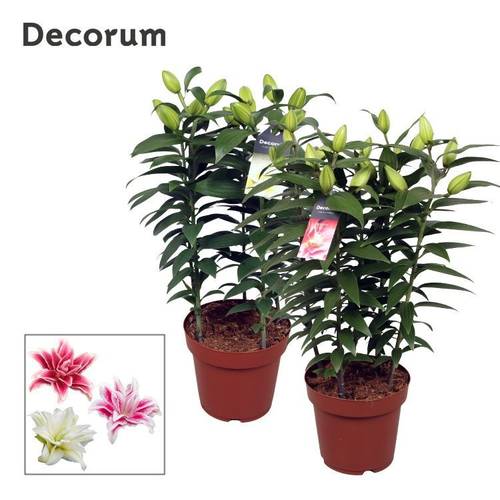 Lilien 5er Roselily mix 10+Blüte T19 H055