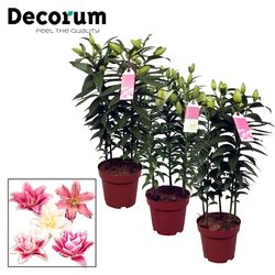 Lilien 5er Roselily mix T19 H55
