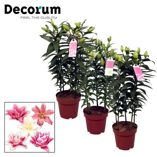 Lilien 5er Roselily mix T19 H55