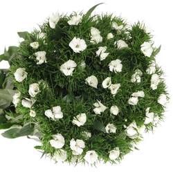 Bartnelke weiss Sweet Will White 65cm