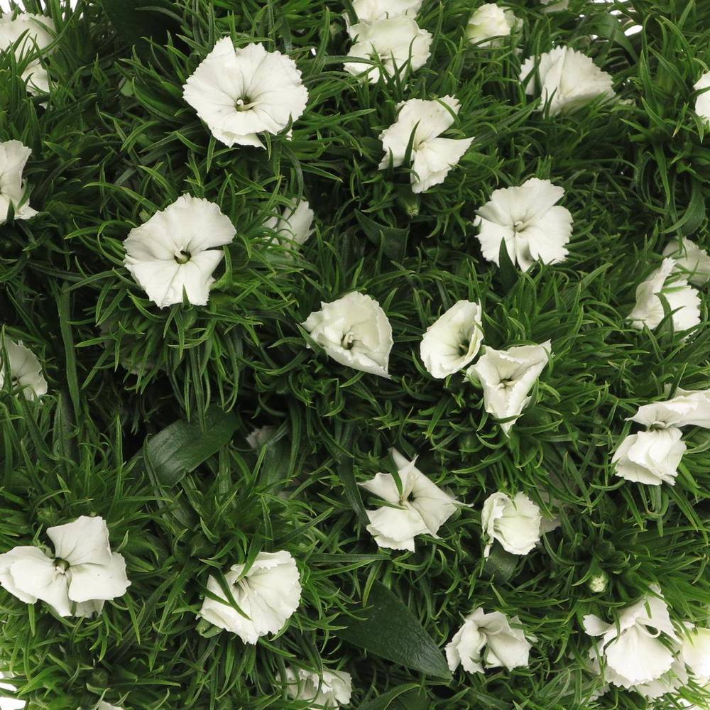 Bartnelke weiss Sweet Will White 65cm