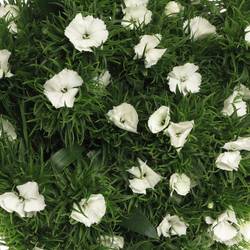 Bartnelke weiss Sweet Will White 65cm