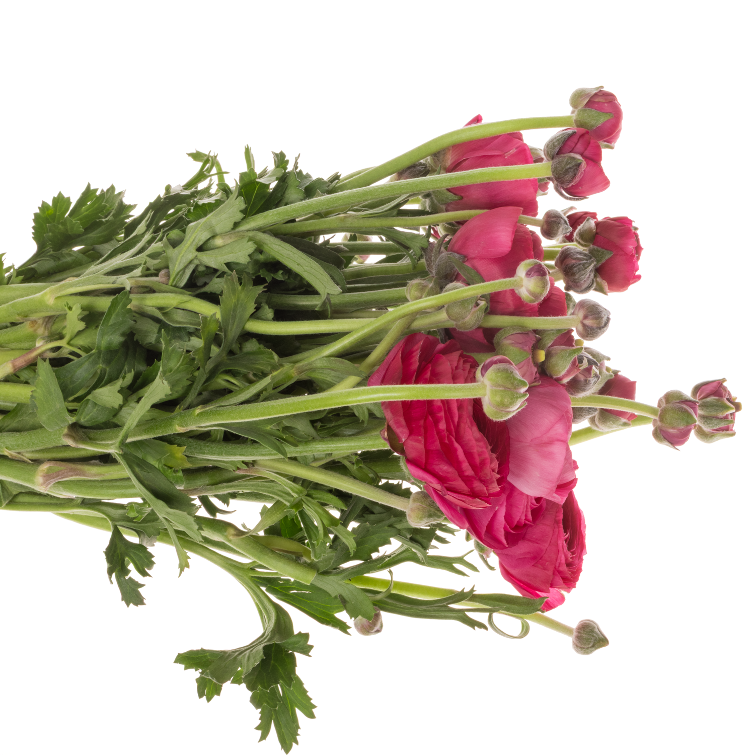 Ranunkel dunkel rosa Cloni Super Passion 45cm