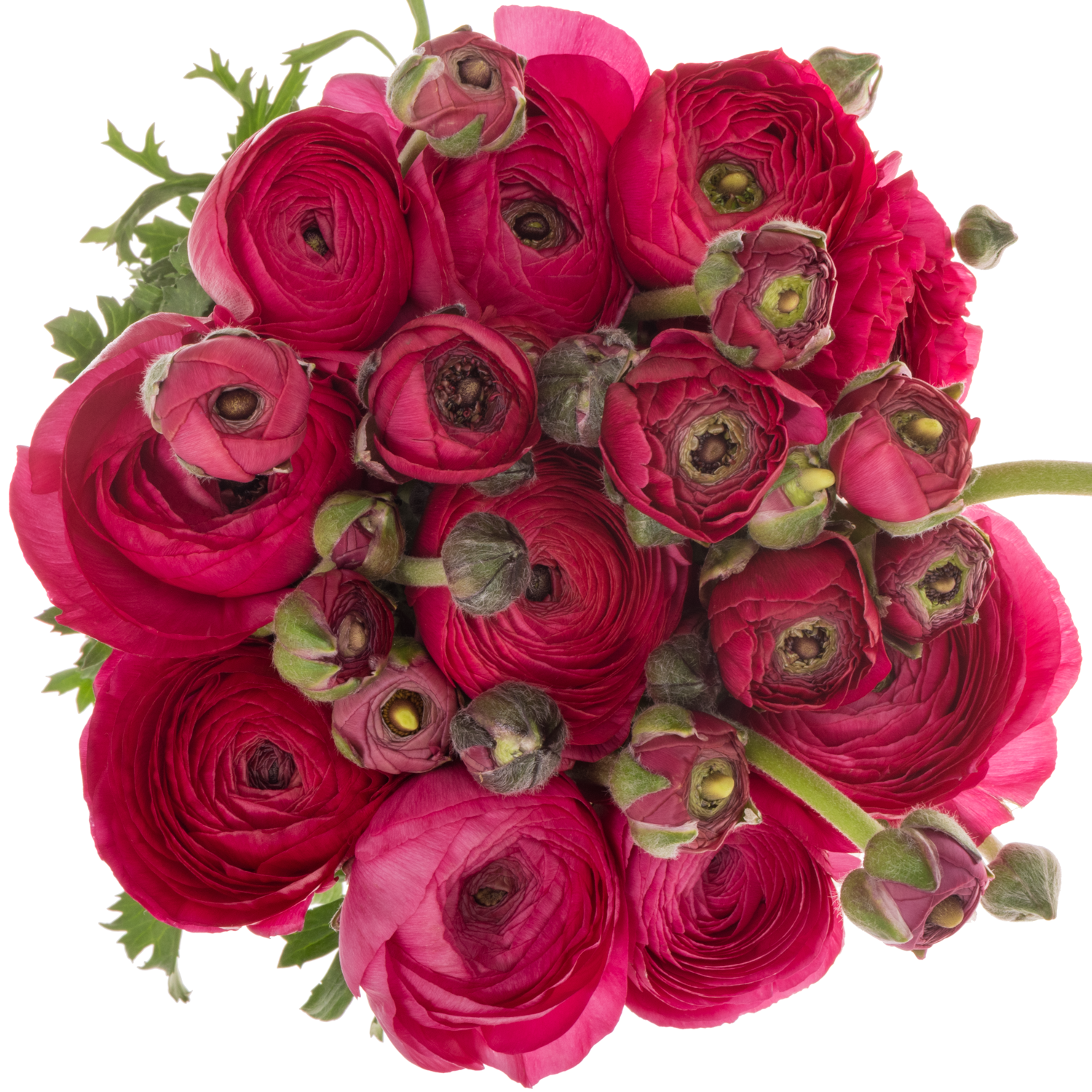 Ranunkel dunkel rosa Cloni Super Passion 45cm