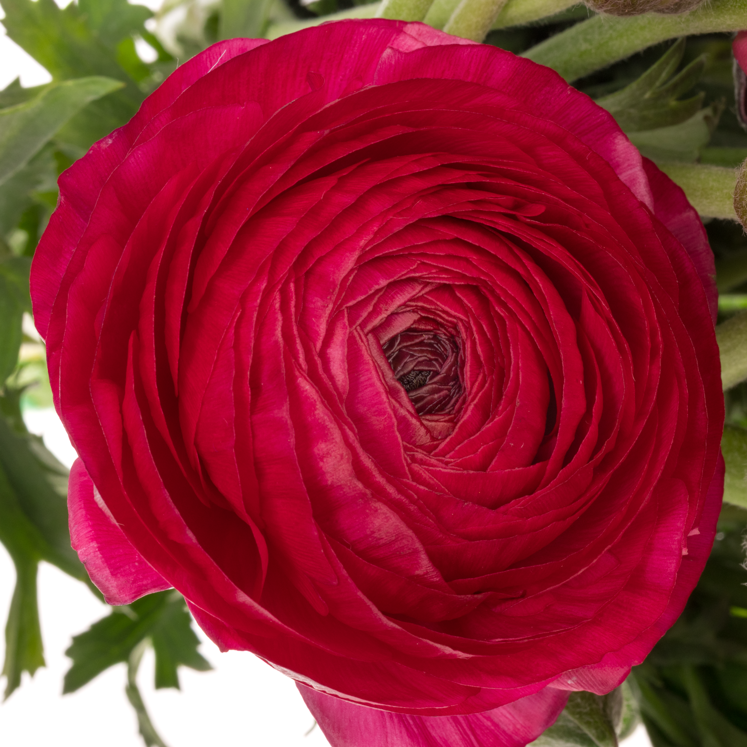 Ranunkel dunkel rosa Cloni Super Passion 45cm