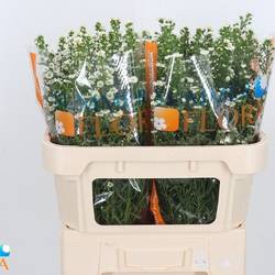 Aster Paquita weiss 25Gramm 70cm