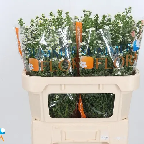 Aster Paquita weiss 25Gramm 70cm