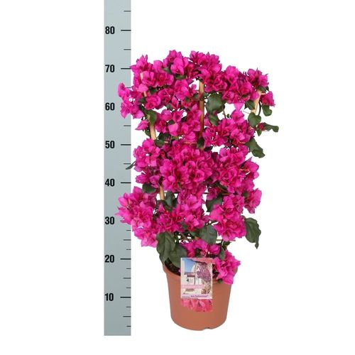 Bougainvillea lila Am Reck T21 H70