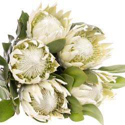Protea weiss Arctic Ice 60cm