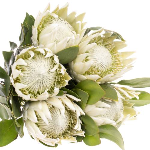 Protea weiss Arctic Ice 60cm