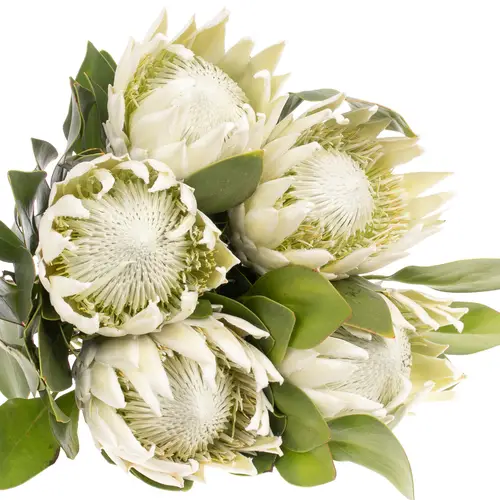 Protea weiss Arctic Ice 60cm