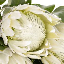 Protea weiss Arctic Ice 60cm