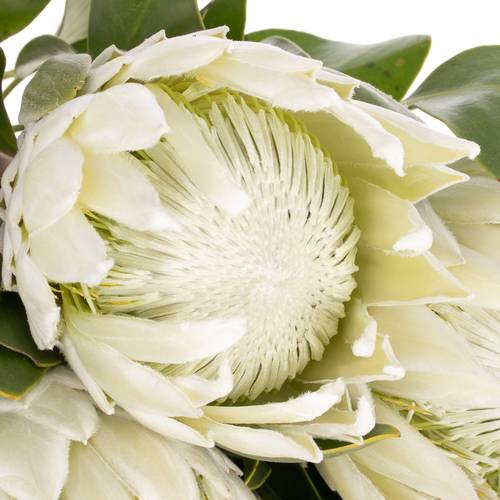 Protea weiss Arctic Ice 60cm