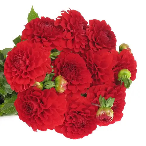 Dahlia rot Red Cap 40cm