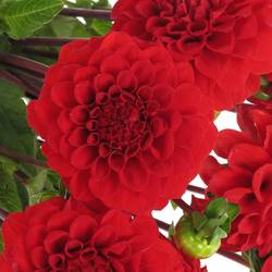 Dahlia rot Red Cap 40cm