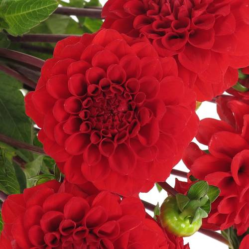 Dahlia rot Red Cap 40cm