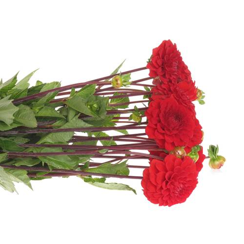 Dahlia rot Red Cap 40cm