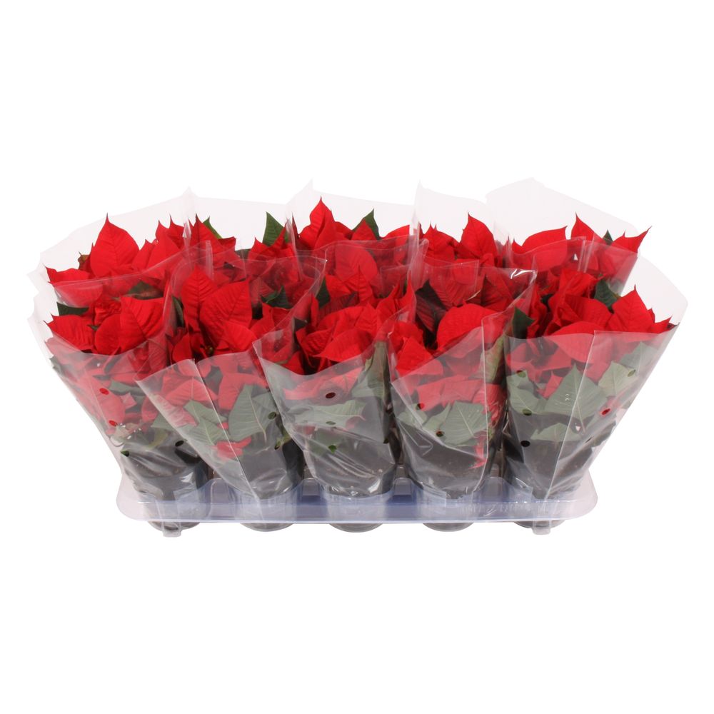 Poins.rot Select 3+ T10,5 H25